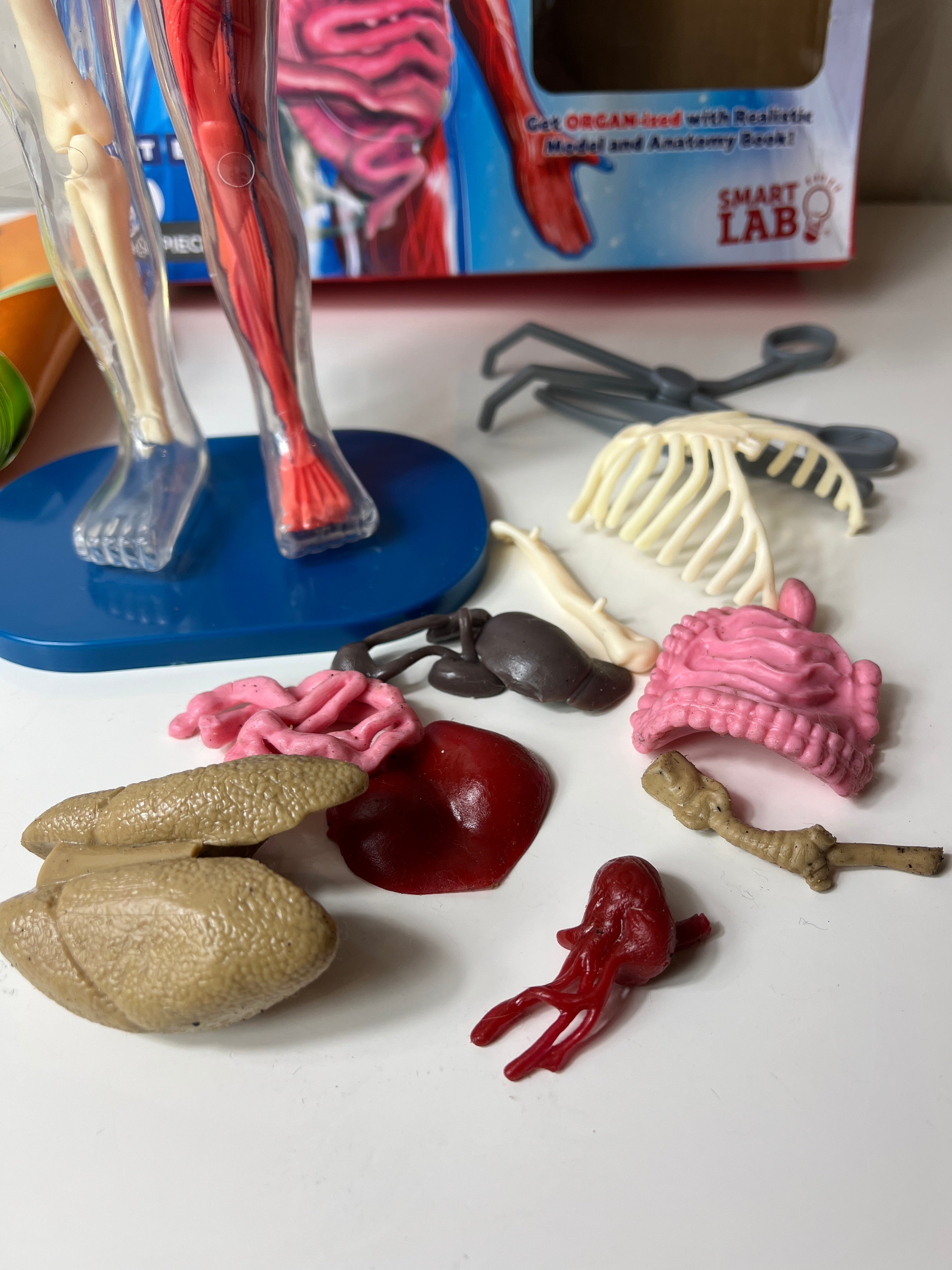 Lavinamasis žaislas „Žmogaus kūnas“