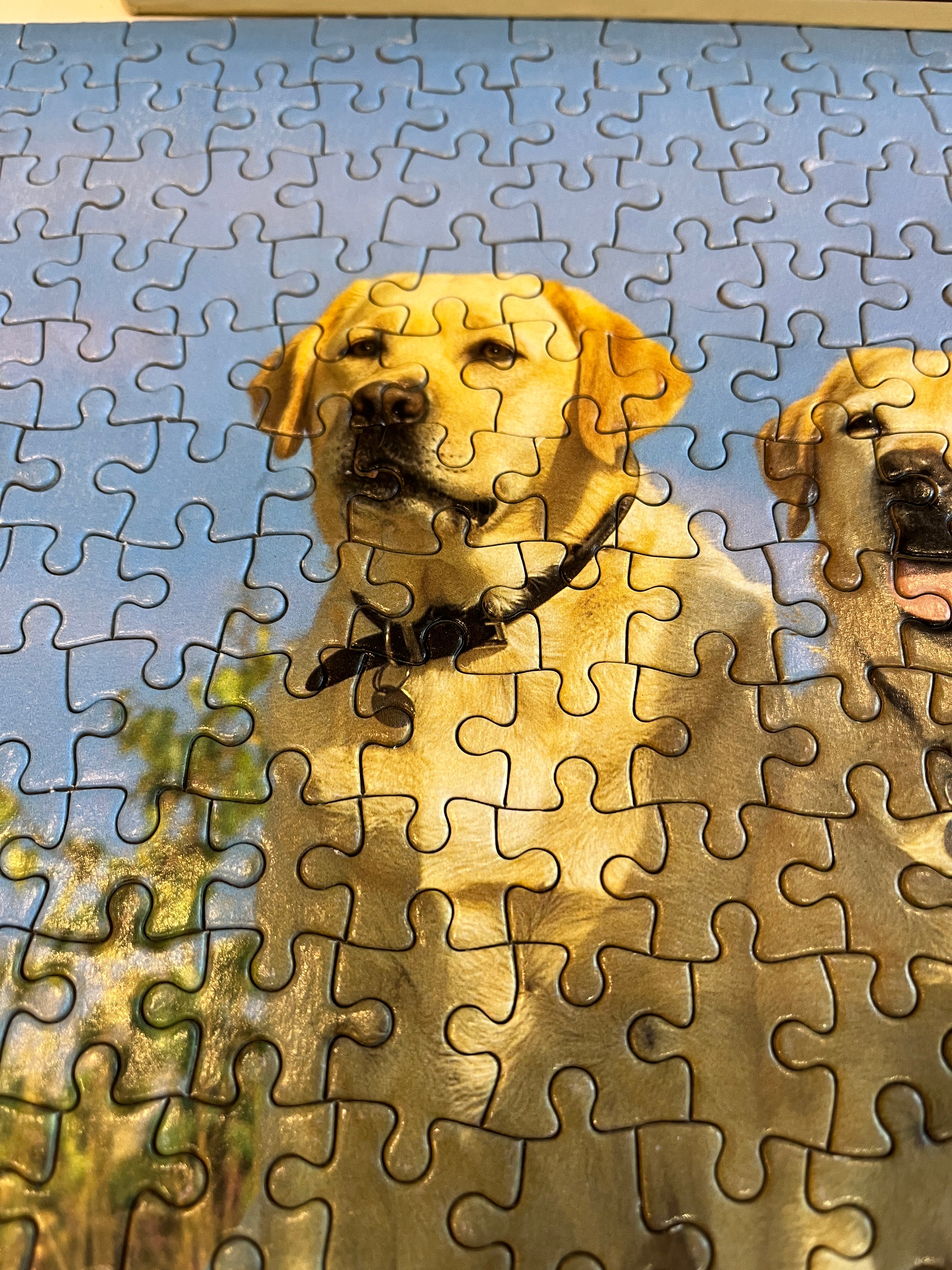 Dėlionė su labradorais