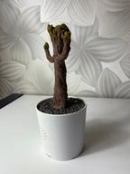 „I am Groot“ muzikinė figūrėlė - Daiktų atokvėpis